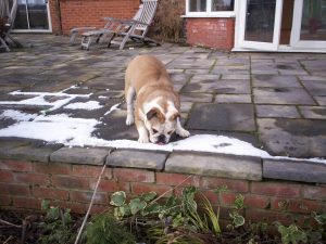 dog_playing_in_the_snow